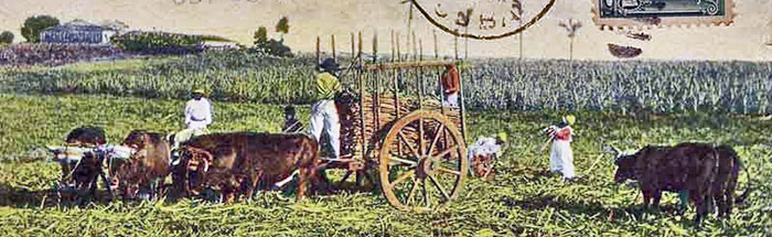 Ramassage de la canne - Carte postale de 1908