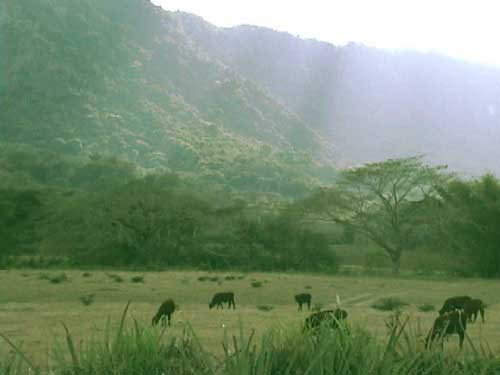 vacas_montana