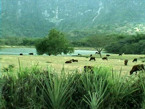 vaches2
