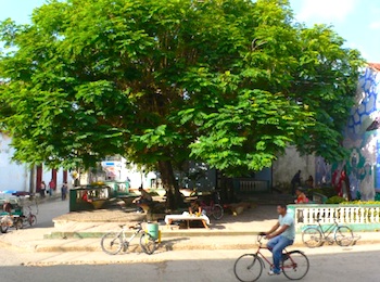 Beautiful, this arbol, facing the bank