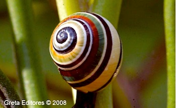 Do not buy polimitas, these pretty and extraordinary colourful shells 