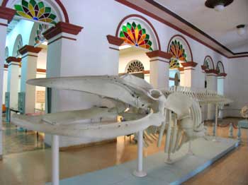 Whale at the Museo de Historia Natural © sogestour