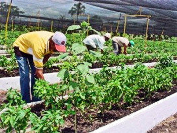 L'agriculture organoponique prend un ampleur considérable dans la région visant l'autosuffisance régionale © radioguaimaro.co.cu •]• Autre vue de la plaza avec l'obelisco © radioguaimaro 