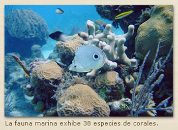 Diving off Playa Maria la Gorda to enjoy 38 species of coral formations