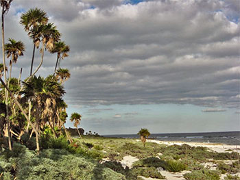 From Punta del Holandès, the seaside vegetation