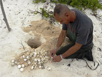 protecting three varieties of turtles which nest on the Peninsula