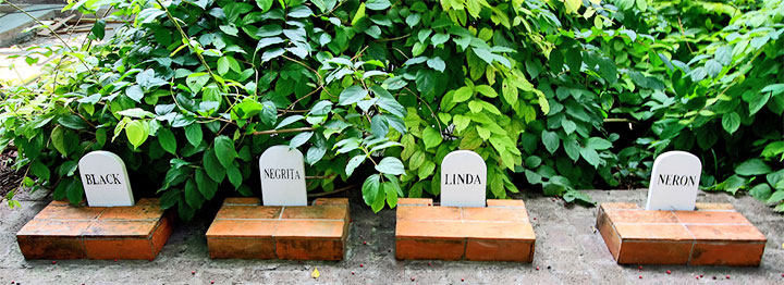 Ernest Hemingway's cats in his Finca Vigia © Robin Thom Flickr.com •]• Museo Artes Decorativas, Vedado © sogestour