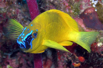 SCUBA DIVING — IN THE CIENAGA 