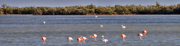 Pink flamingos picking for food in Las Salinas