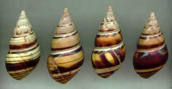 Outstanding shells from nearby Playuelas