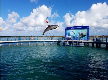  Cayo Santa María dolphinarium has 6 pools 