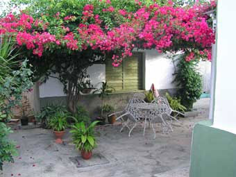 Flamboyant sur le patio d'Olivia  Cuba by bike 2006 