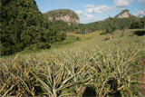 ELIO EL RELOJERO | cubacasas.net | Viñales