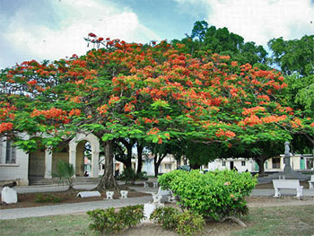 Un flamboyan porte un ombrage apprécié au Parque Salvador Cisneros Betancourt © Stepanov, panoramio •|• Casa Castellanos © ron0315, panoramio