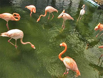  Flamingos au zoo municipal •}• Le tren blindado